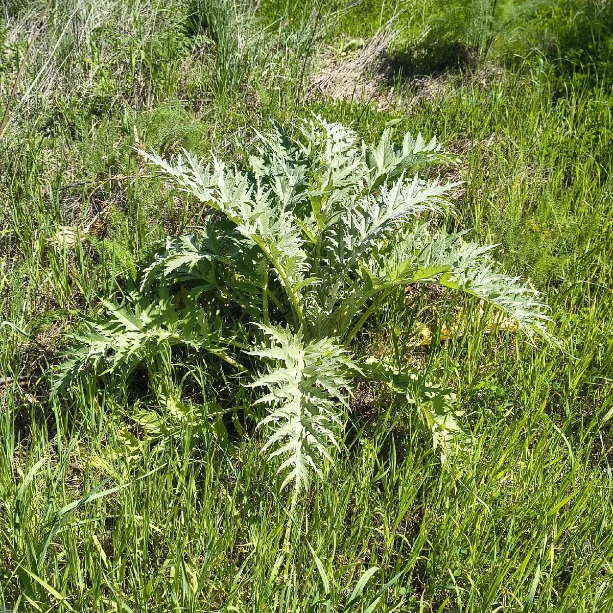 Globe Artichoke (Cynara scolymus), photograph