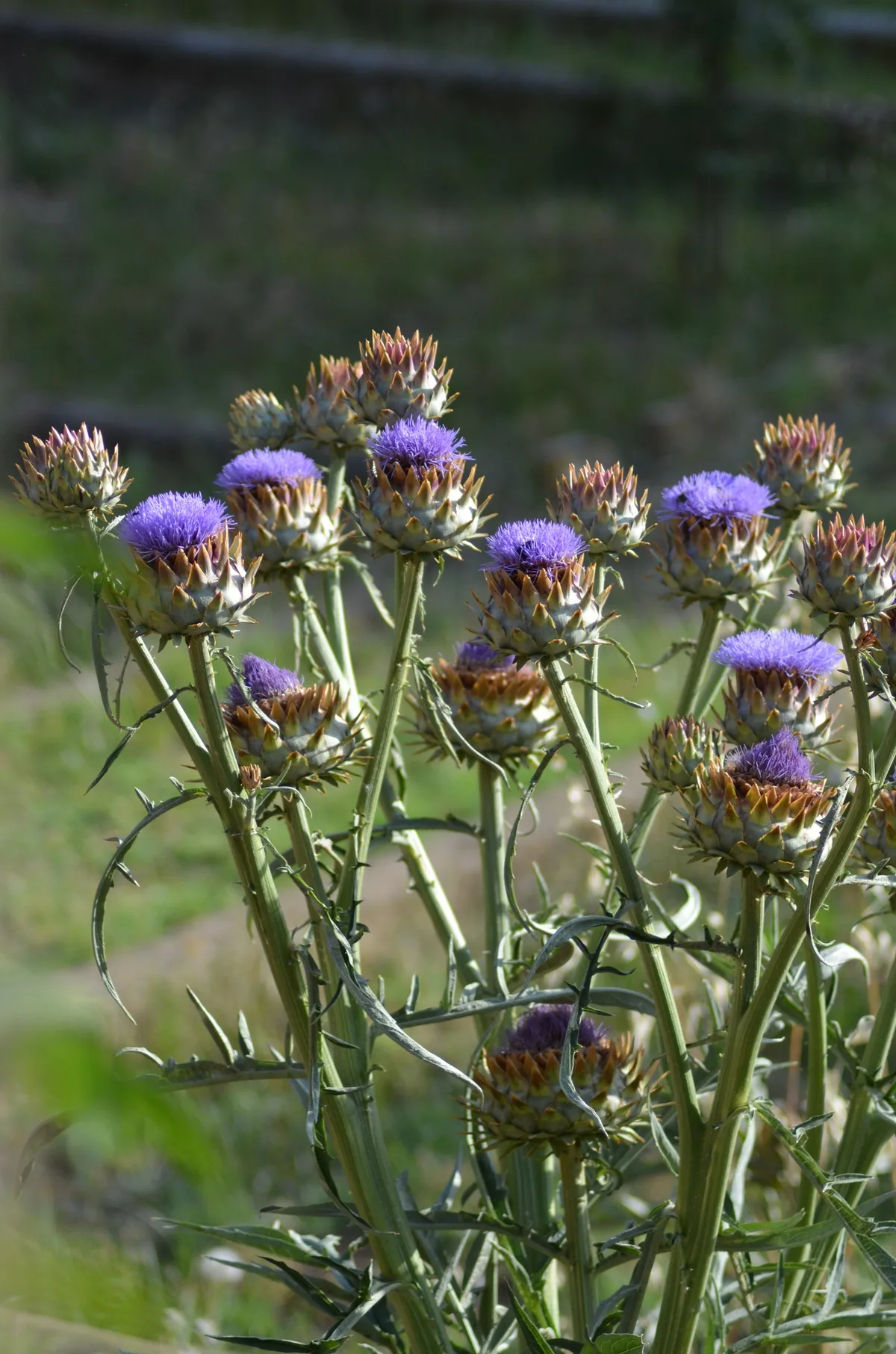 Globe Artichoke (Cynara scolymus), photograph