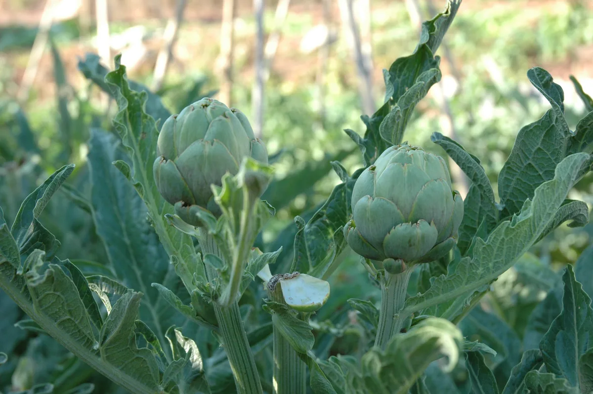 globe artichoke (Cynara scolymus), photograph
