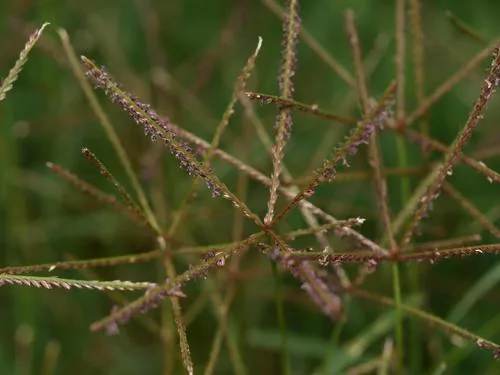 bermudagrass (Cynodon dactylon), photograph