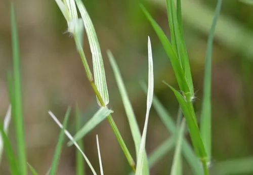 Bermudagrass (Cynodon dactylon), photograph