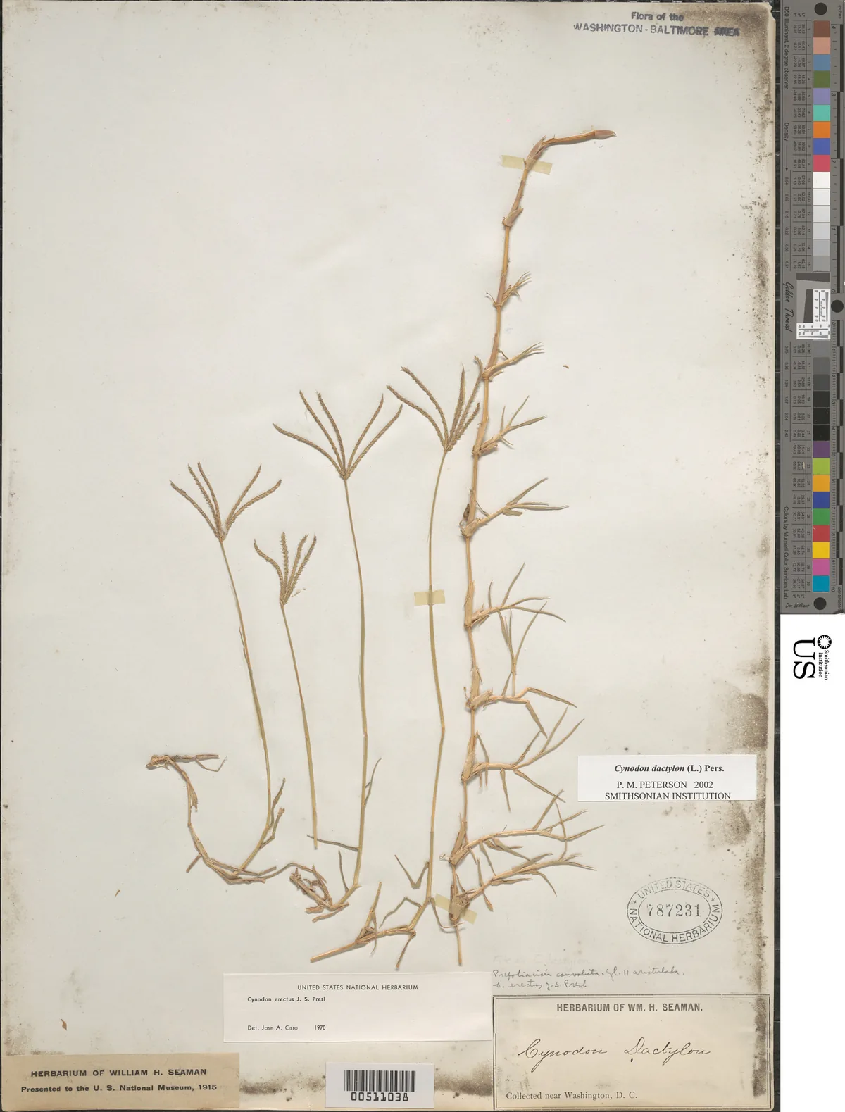 Bermudagrass (Cynodon dactylon), photograph