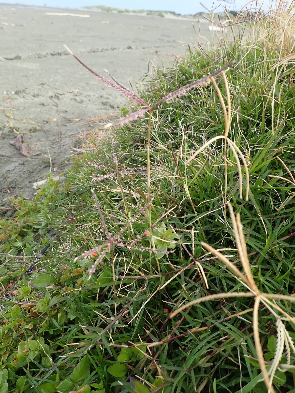 Bermudagrass (Cynodon dactylon), photograph
