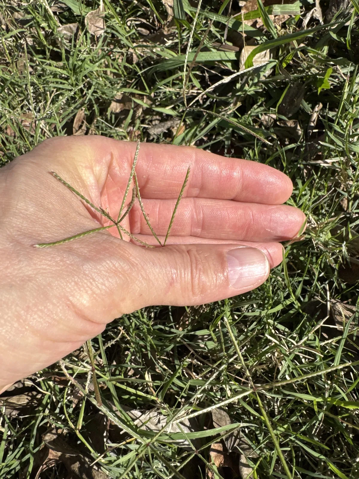 Photo: Dan Johnson, via iNaturalist · CC BY · via GBIF Bermudagrass (Cynodon dactylon), photograph