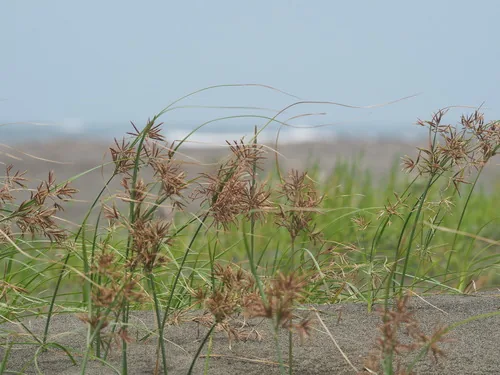 Photo: no rights reserved · cc0 · via iNaturalist Purple Nut Grass (Cyperus rotundus), photograph