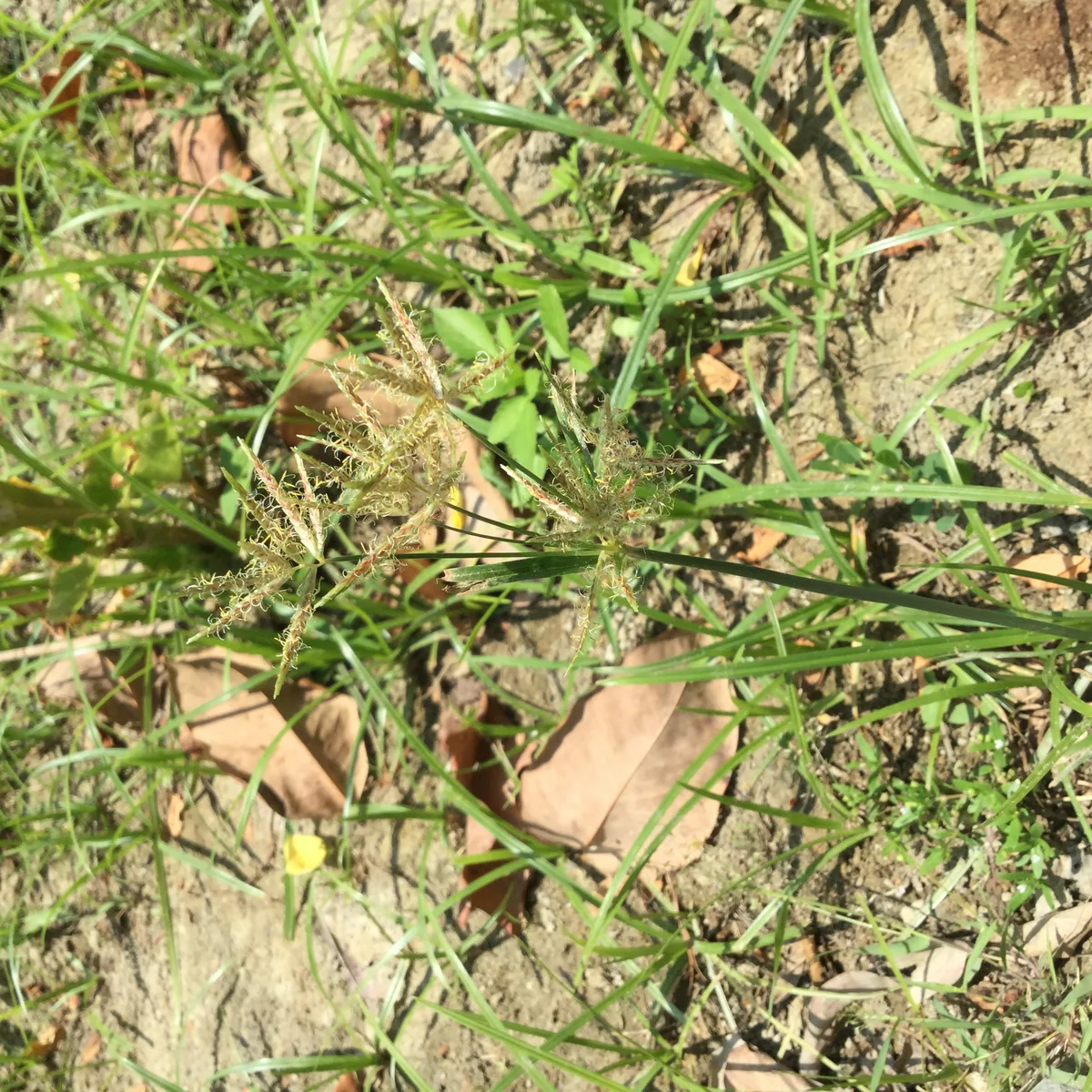 Photo: KevinTony · CC BY-SA 4.0 · via Wikimedia Commons purple nut grass (Cyperus rotundus), photograph
