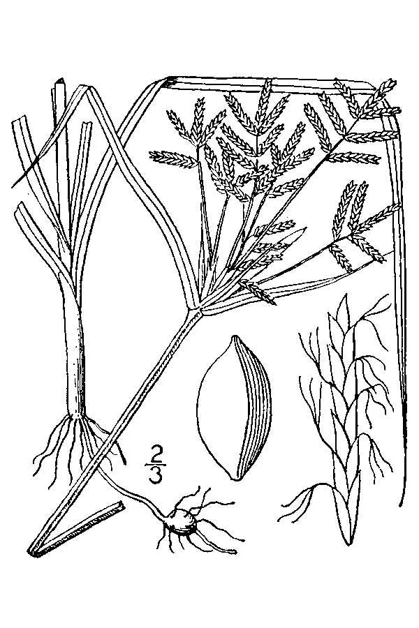 Purple Nut Grass (Cyperus rotundus), botanical illustration