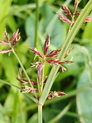 Purple Nut Grass (Cyperus rotundus), photograph