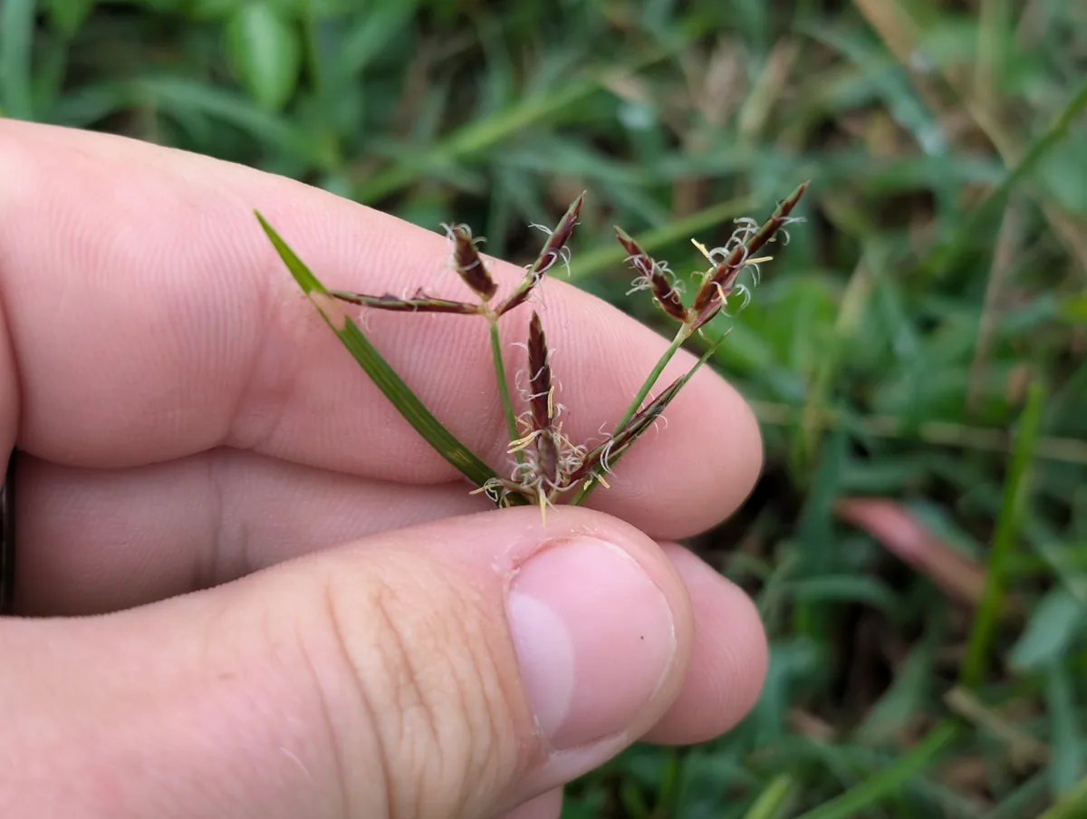 Purple Nut Grass (Cyperus rotundus), photograph