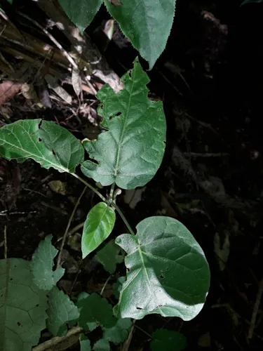 tree tomato (Cyphomandra betacea), photograph