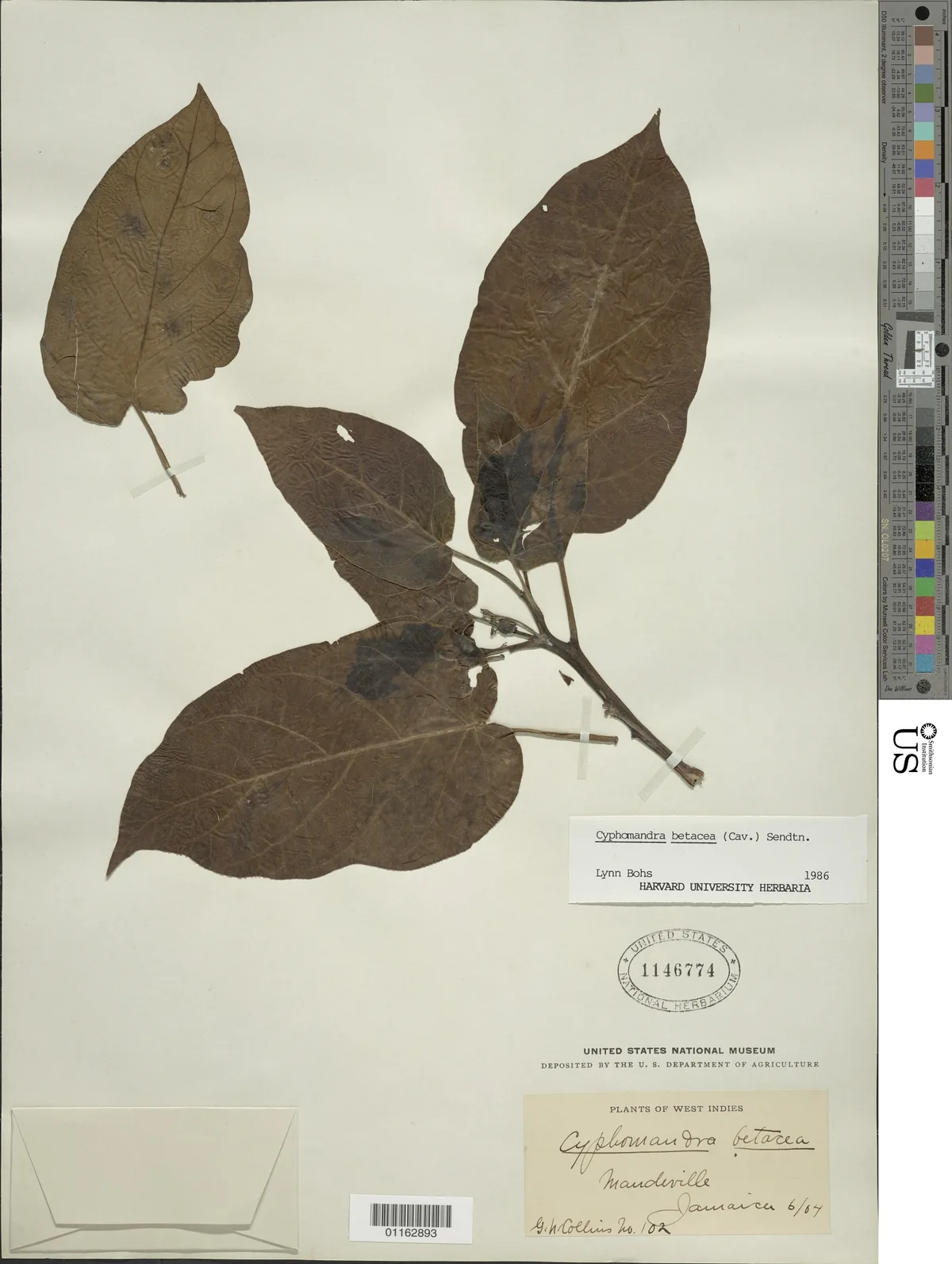 tree tomato (Cyphomandra betacea), photograph