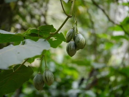 Photo: (c) Dinesh Valke, some rights reserved · CC BY-SA · via iNaturalist tree tomato (Cyphomandra betacea), photograph