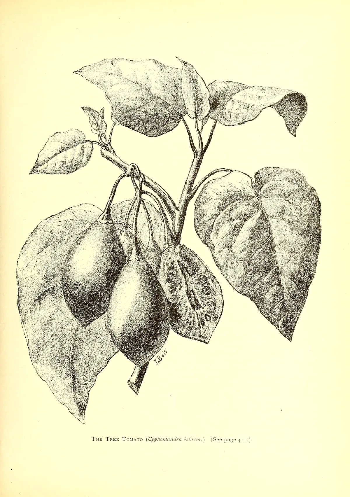 tree tomato (Cyphomandra betacea), botanical illustration