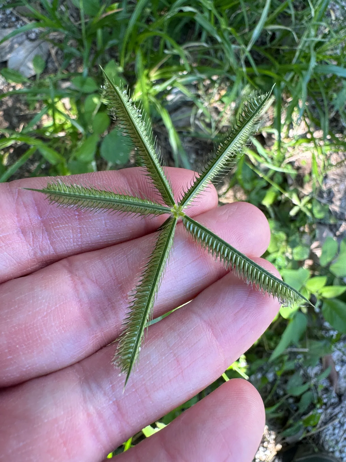 Crowfoot Grass (Dactyloctenium aegyptium), photograph