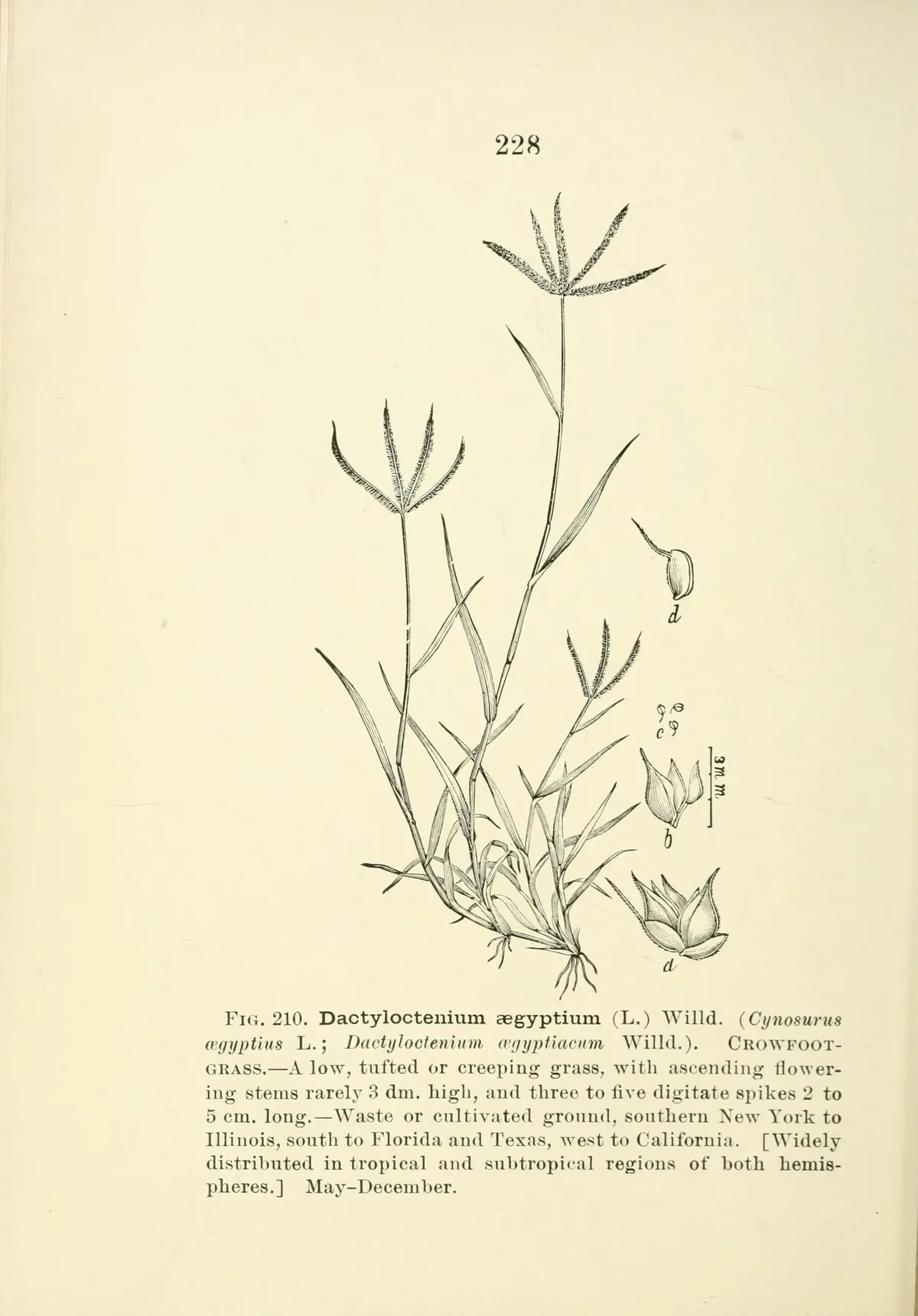 Crowfoot Grass (Dactyloctenium aegyptium), botanical illustration