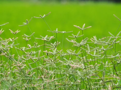 Photo: no rights reserved · cc0 · via iNaturalist Crowfoot Grass (Dactyloctenium aegyptium), photograph