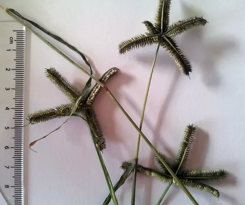 Crowfoot Grass (Dactyloctenium aegyptium), photograph
