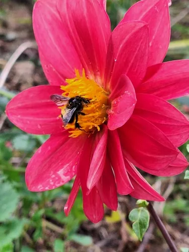 dahlia (pinnata) (Dahlia pinnata), photograph