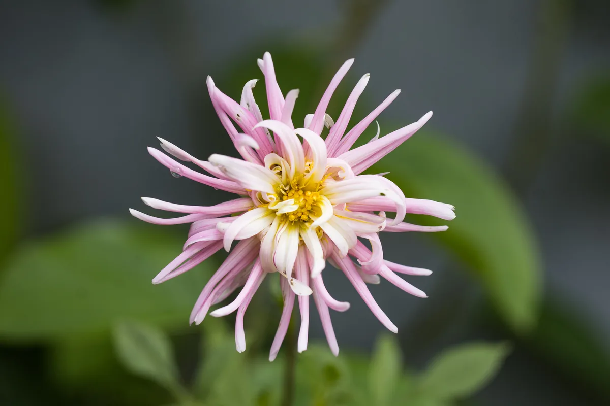 Photo: Frank Thomas Sautter, via iNaturalist · CC0 · via GBIF dahlia (pinnata), photograph