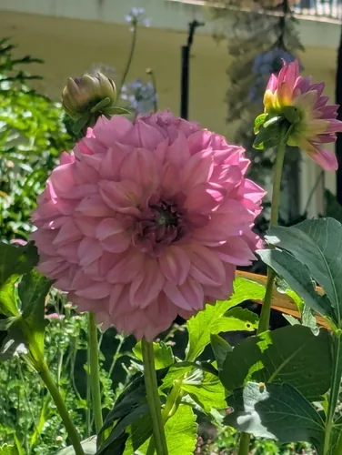 dahlia (pinnata) (Dahlia pinnata), photograph