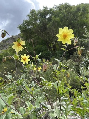 dahlia (pinnata) (Dahlia pinnata), photograph