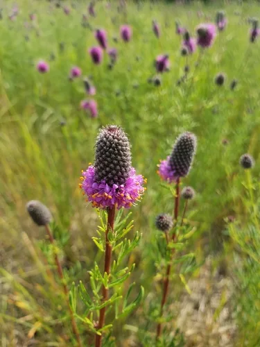 Purple Prairie Clover (Dalea purpurea), photograph
