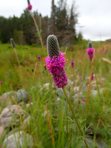 Photo: no rights reserved · CC0 · via iNaturalist purple prairie clover (Dalea purpurea), photograph