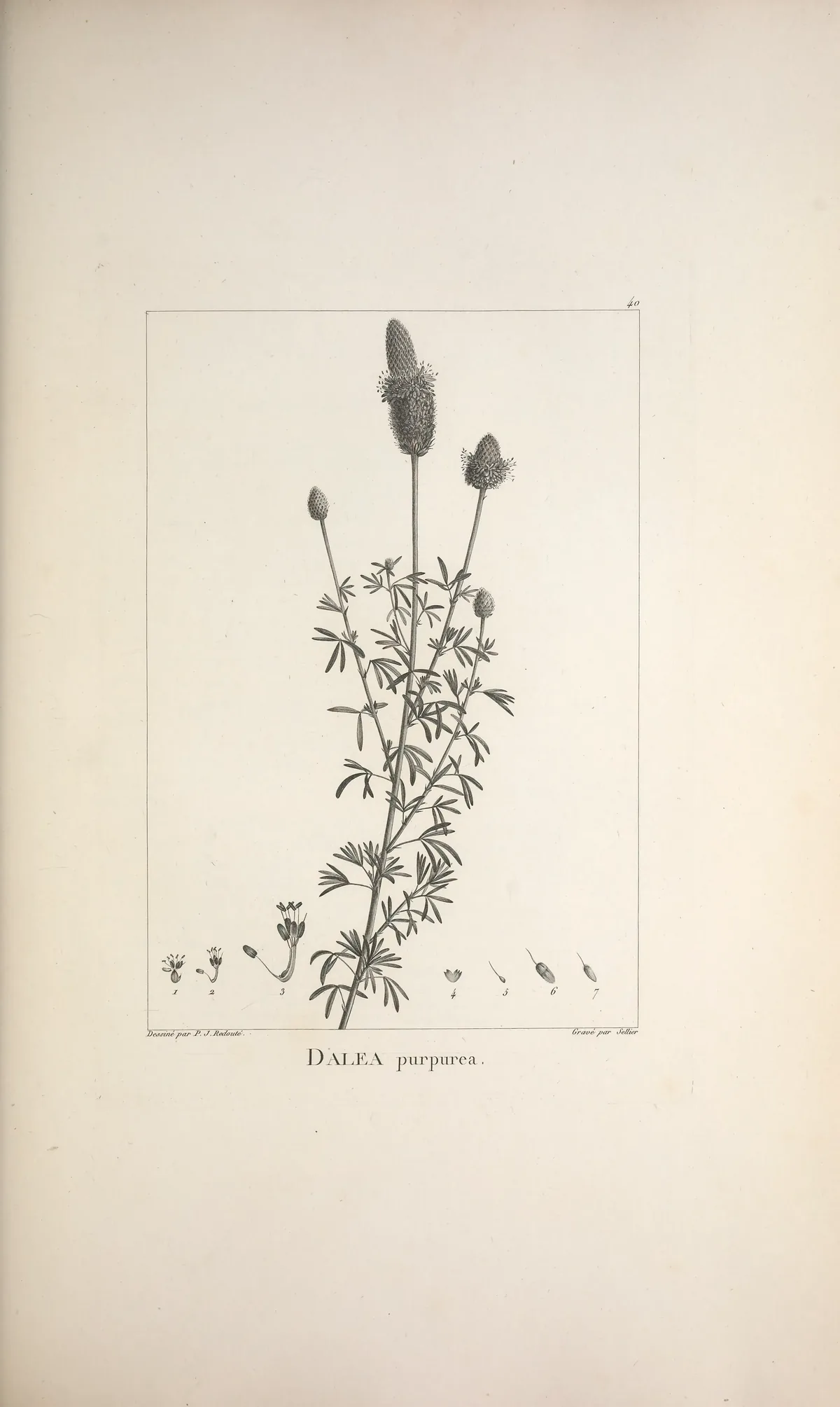 Illustration: Biodiversity Heritage Library — Description des plantes nouvelles et peu connues · Public Domain (Biodiversity Heritage Library) · via BHL Purple Prairie Clover (Dalea purpurea), botanical illustration