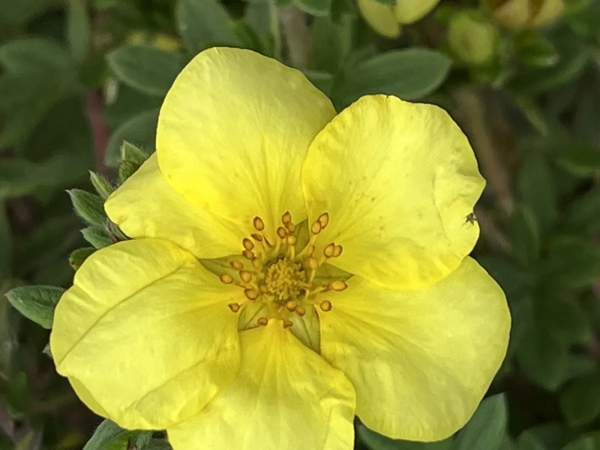 Photo: 謝麗霦, via iNaturalist · CC BY · via GBIF shrubby cinquefoil (Dasiphora fruticosa), photograph