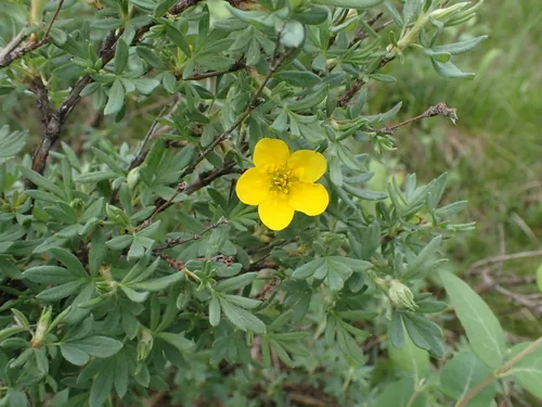Shrubby Cinquefoil (Dasiphora fruticosa), photograph