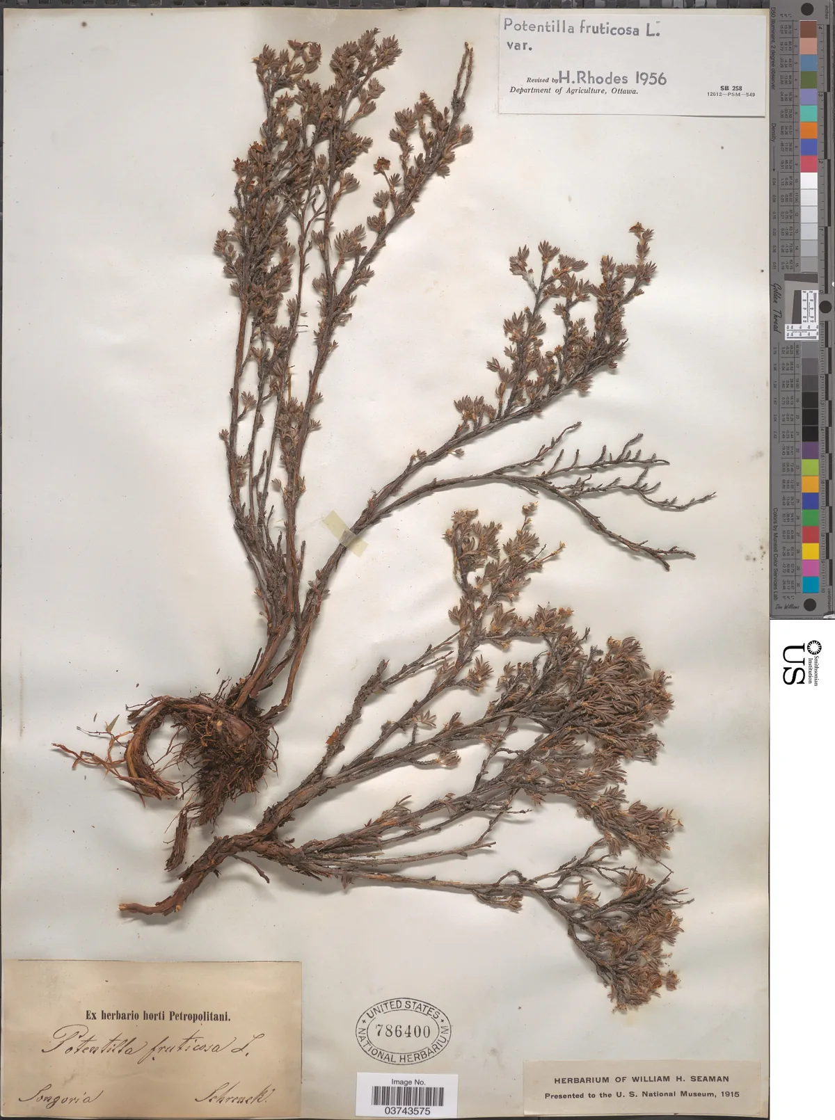 Shrubby Cinquefoil (Dasiphora fruticosa), photograph