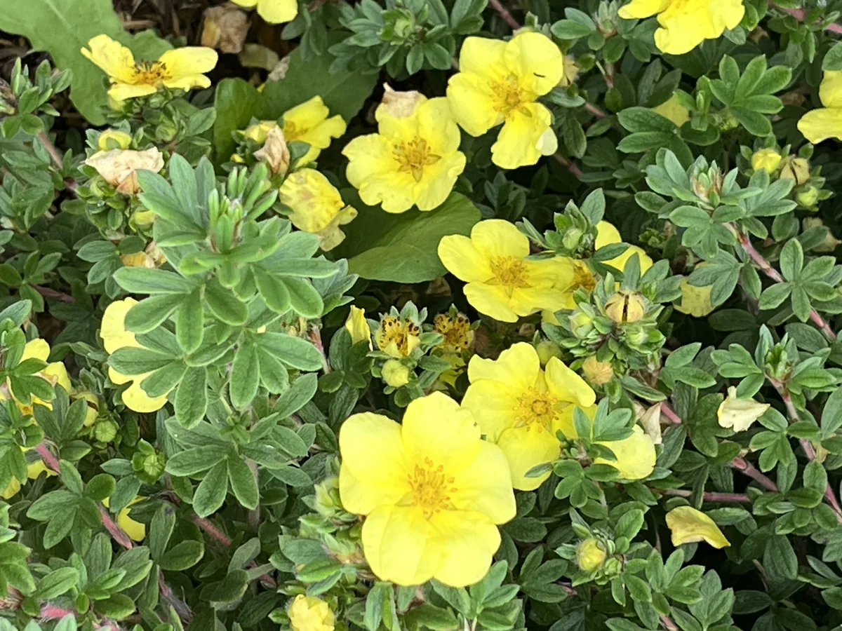 Shrubby Cinquefoil (Dasiphora fruticosa), photograph