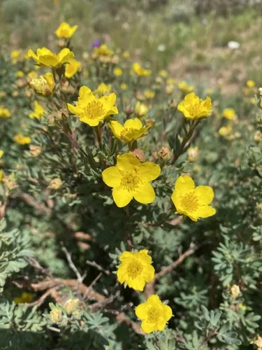 Photo: no rights reserved · cc0 · via iNaturalist Shrubby Cinquefoil (Dasiphora fruticosa), photograph