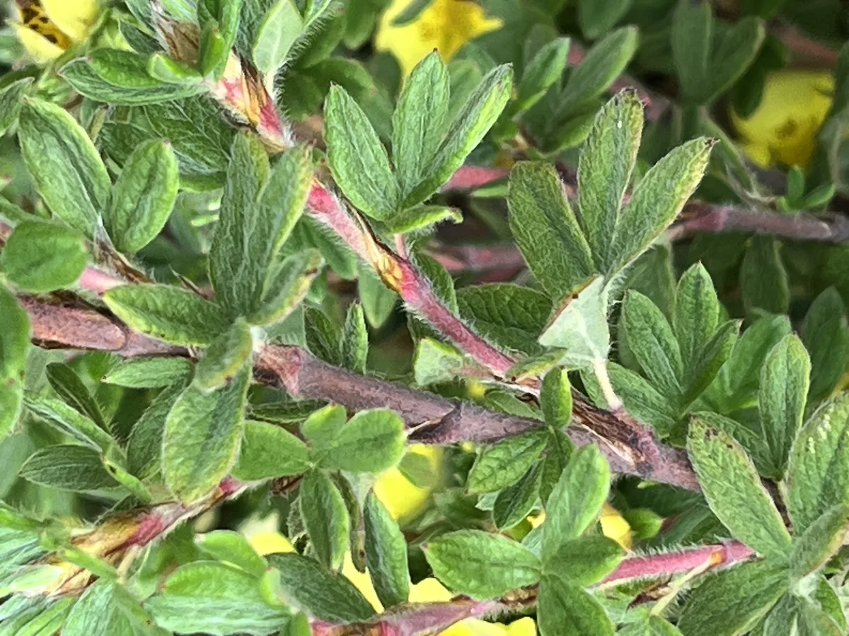 Shrubby Cinquefoil (Dasiphora fruticosa), photograph