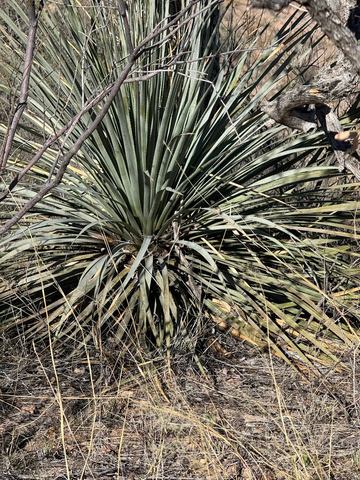 desert spoon (Dasylirion wheeleri), photograph