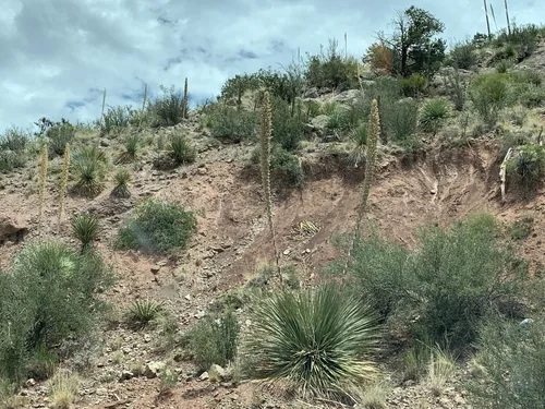 Photo: (c) CK2AZ, some rights reserved (CC BY) · cc-by · via iNaturalist Desert Spoon (Dasylirion wheeleri), photograph