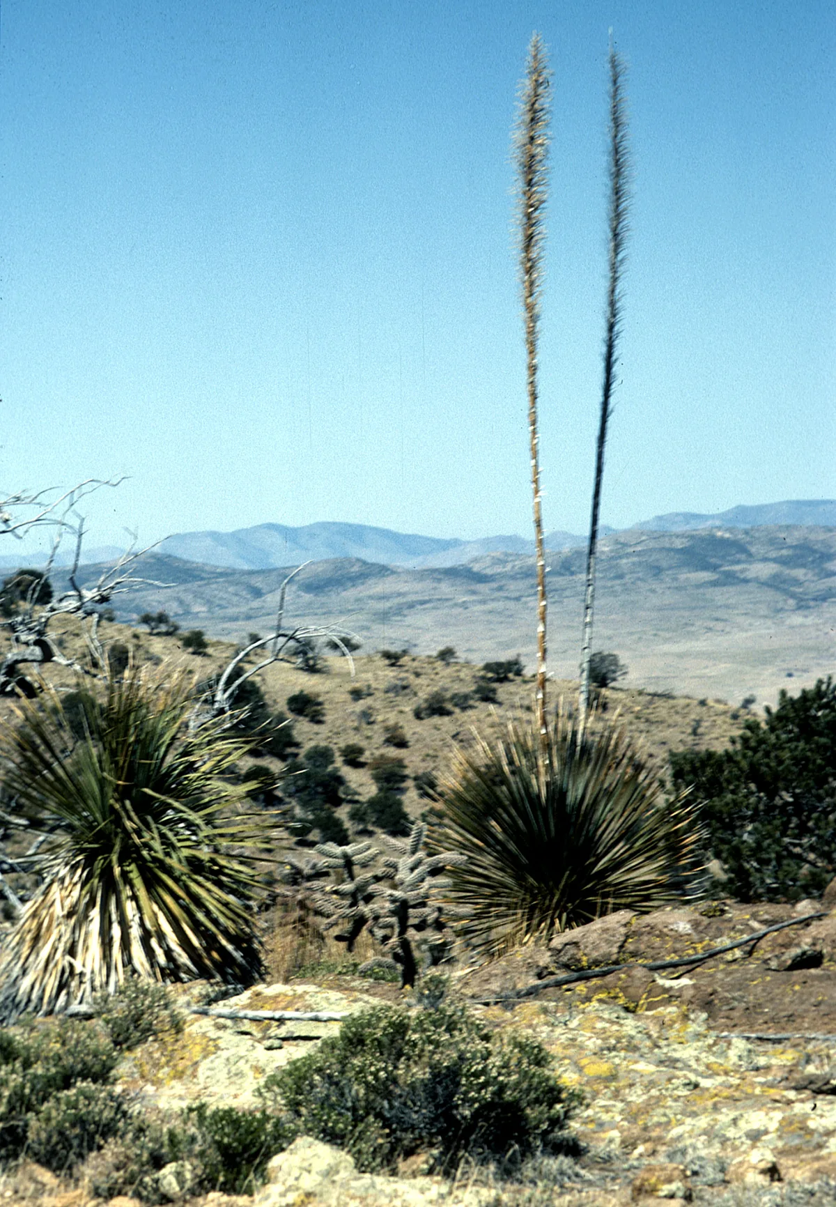 Desert Spoon (Dasylirion wheeleri), photograph