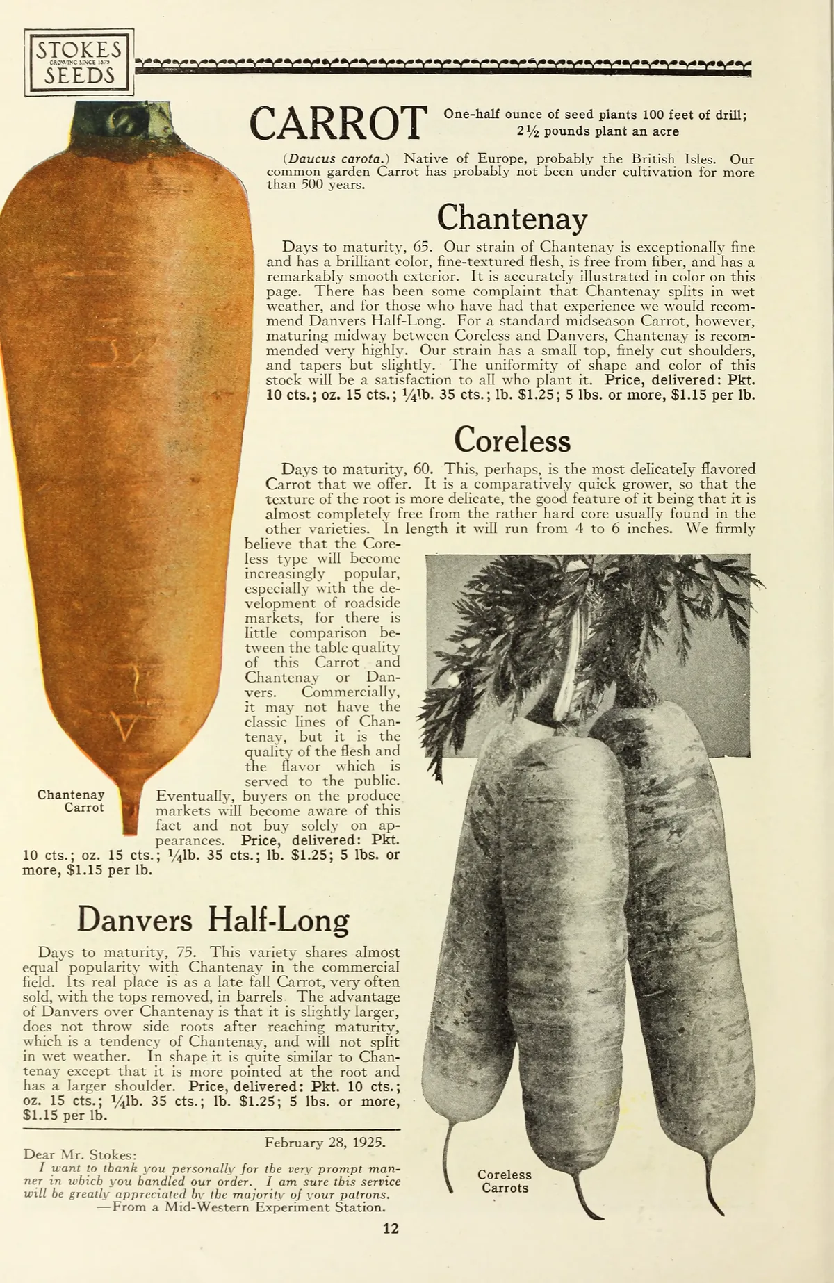 Carrot (Daucus carota subsp. sativus), botanical illustration