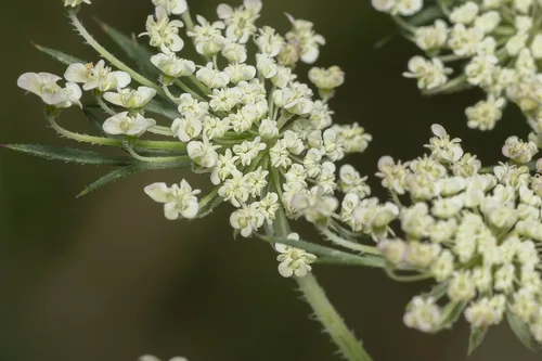 Photo: (c) Eleftherios Katsillis, some rights reserved (CC BY) · cc-by · via iNaturalist Carrot (Daucus carota subsp. sativus), photograph