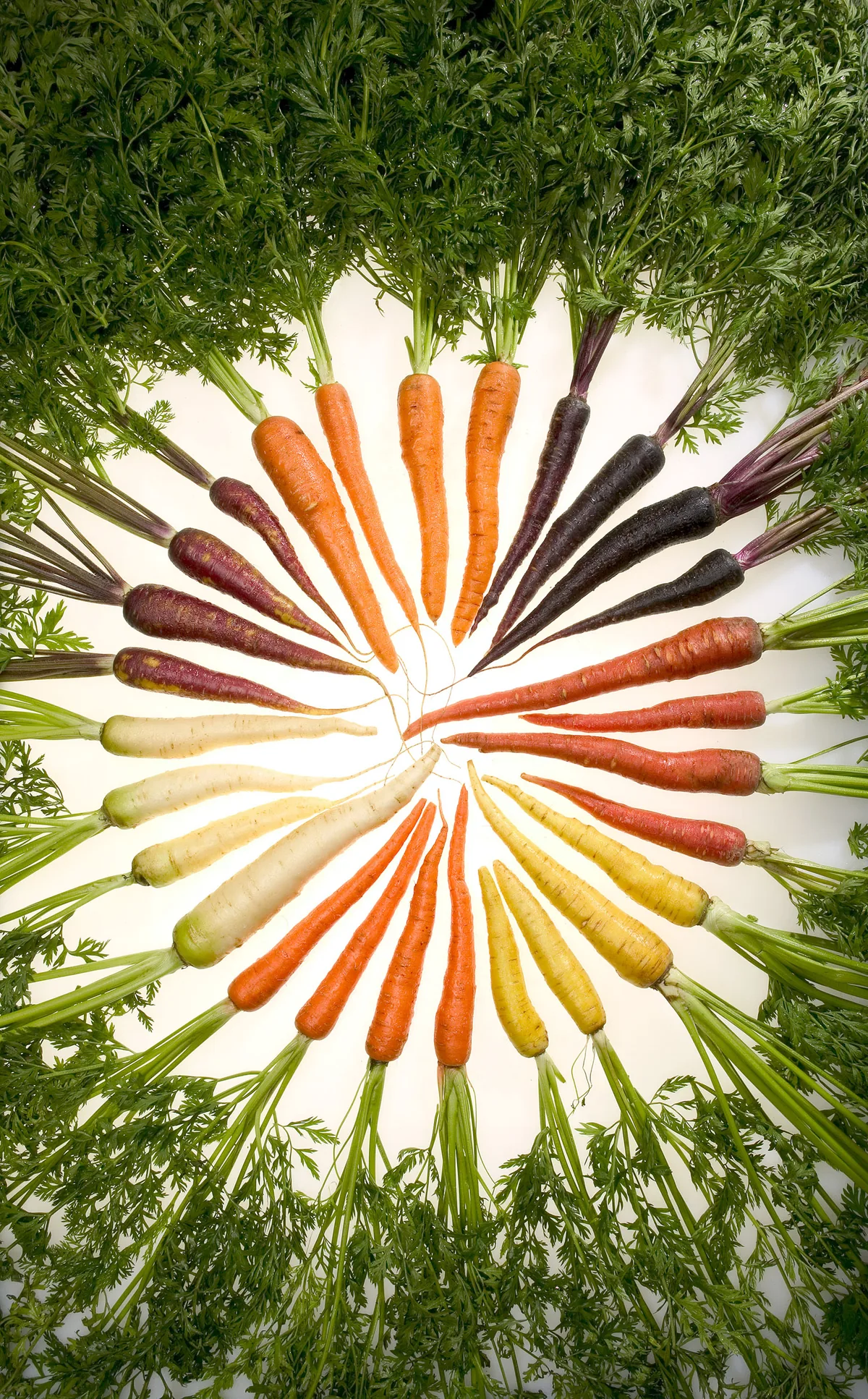 Photo: Stephen Ausmus, USDA Agricultural Research Service (image ID K11611-1) · Public domain · via Wikimedia Commons carrot (Daucus carota subsp. sativus), photograph