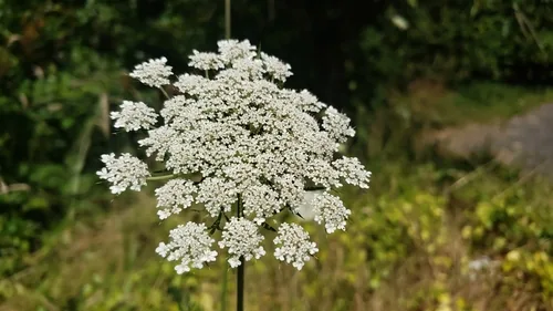 Carrot (Daucus carota subsp. sativus), photograph