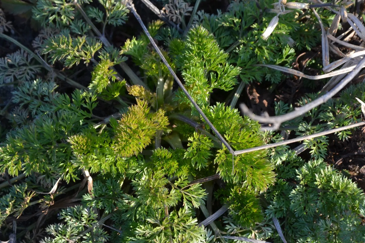 Carrot (Daucus carota subsp. sativus), photograph