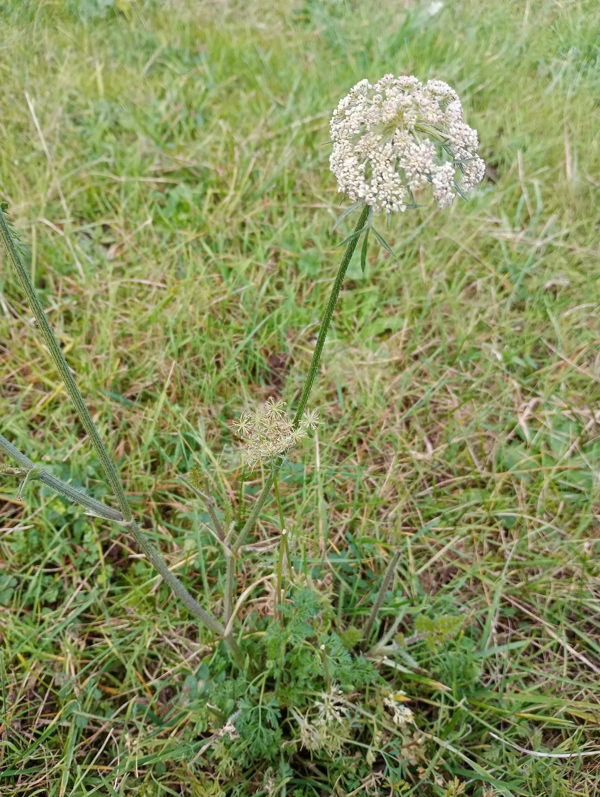Carrot (Daucus carota subsp. sativus), photograph