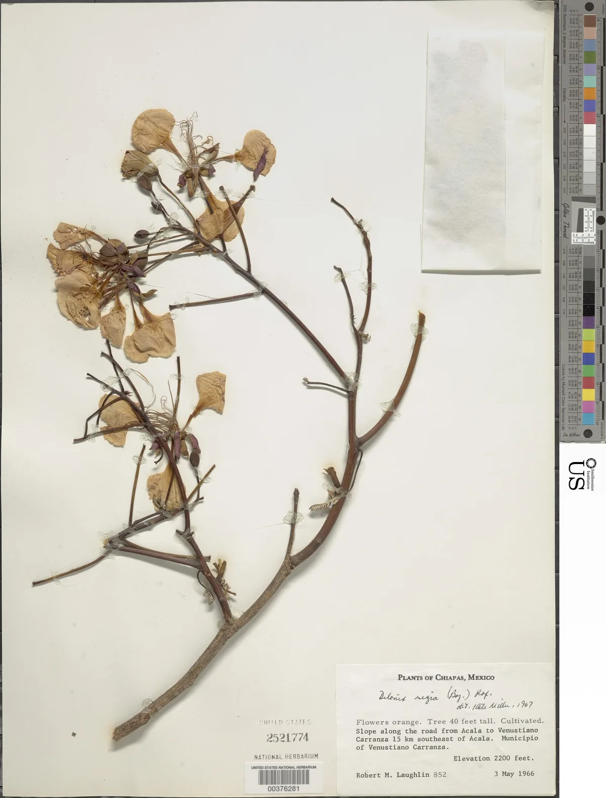 Royal Poinciana (Delonix regia), photograph