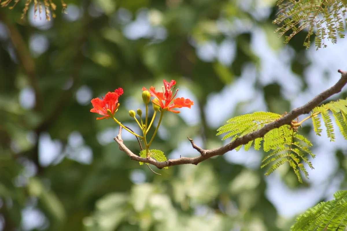 Royal Poinciana (Delonix regia), photograph