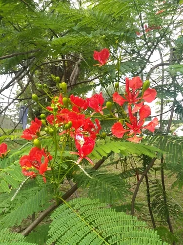 Photo: (c) Lucas Kaminski, some rights reserved · CC BY · via iNaturalist royal poinciana (Delonix regia), photograph