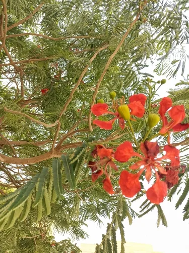 Royal Poinciana (Delonix regia), photograph