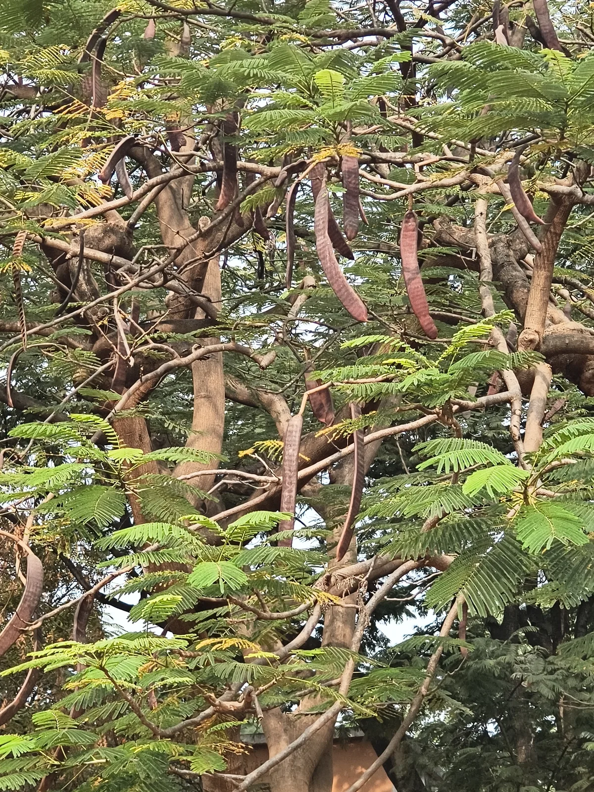 Royal Poinciana (Delonix regia), photograph