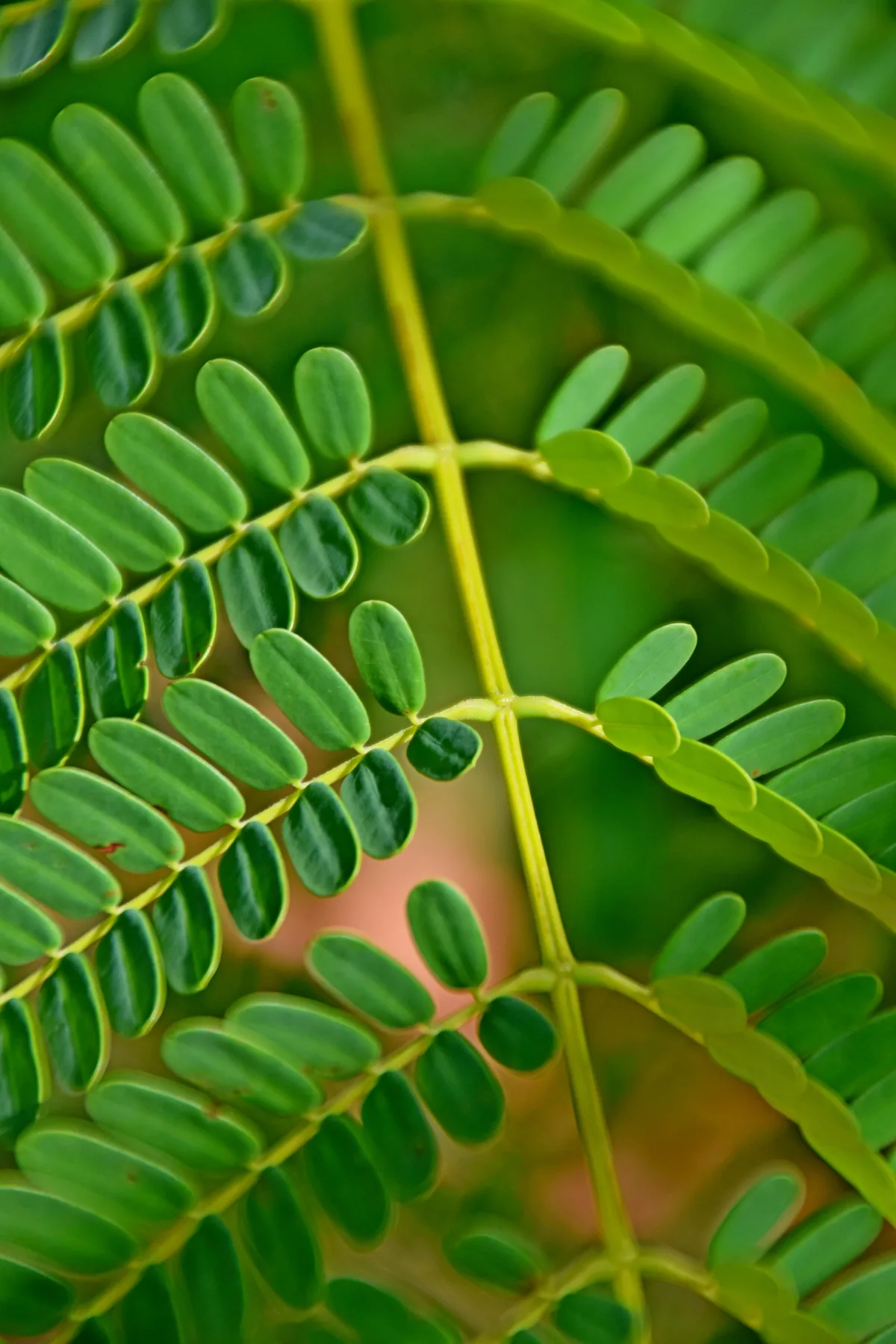 Royal Poinciana (Delonix regia), photograph