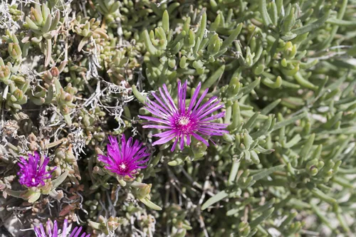 Photo: (c) Eleftherios Katsillis, some rights reserved (CC BY) · cc-by · via iNaturalist Ice Plant (Delosperma cooperi), photograph